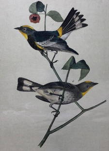 Later Edition JJ Audubon Color Engraving: Description: 2nd or later edition of JJ Audubon original Octavo color engravings. PL 71; Octavo N. 16, Audubon's Wood Warbler. Light aqua tint denotes later than 1st edition. All information on