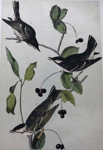 Later Edition JJ Audubon Color Engraving: Description: 2nd or later edition of JJ Audubon original Octavo color engravings. PL 78; Octavo N. 16, Audubon's Black-poll Wood Warbler. Light aqua tint denotes later than 1st edition. All