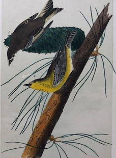 Later Edition JJ Audubon Color Engraving: Description: 2nd or later edition of JJ Audubon original Octavo color engravings. PL 82; Octavo N. 17, Pine-creeping Wood Warbler. Light aqua tint denotes later than 1st edition. All information on