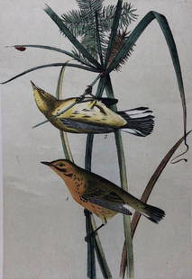Later Edition JJ Audubon Color Engraving: Description: 2nd or later edition of JJ Audubon original Octavo color engravings. PL 97; Octavo N. 20, Prairie Wood Warbler. Light aqua tint denotes later than 1st edition. All information on bottom