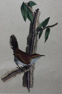 Later Edition JJ Audubon Color Engraving: Description: 2nd or later edition of JJ Audubon original Octavo color engravings. PL 118; Octavo N. 118, Bewick's Wren. Light aqua tint denotes later than 1st edition. All information on bottom of