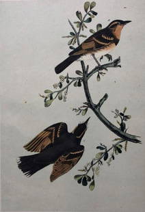 Later Edition JJ Audubon Color Engraving: Description: 2nd or later edition of JJ Audubon original Octavo color engravings. PL 143; Octavo N. 29, Varied Thrush. Light aqua tint denotes later than 1st edition. All information on bottom of