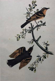 Later Edition JJ Audubon Color Engraving: Description: 2nd or later edition of JJ Audubon original Octavo color engravings. PL 143; Octavo N. 29, Varied Thrush. Light aqua tint denotes later than 1st edition. All information on bottom of prin