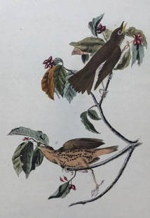 Later Edition JJ Audubon Color Engraving: Description: 2nd or later edition of JJ Audubon original Octavo color engravings. PL 144; Octavo N. 29, Wood Thrush. Light aqua tinit denotes later than 1st edition. All information on bottom of