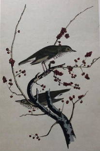 Later Edition JJ Audubon Color Engraving: Description: 2nd or later edition of JJ Audubon original Octavo color engravings. PL 146; Octavo N. 30, Hermit Thrush. Light aqua tinit denotes later than 1st edition. All information on bottom of