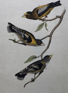 Later Edition JJ Audubon Color Engraving: Description: 2nd or later edition of JJ Audubon original Octavo color engravings. PL 201; Octavo N. 42, Evening Grosbeak. Light aqua tint denotes later than 1st edition. All information on bottom of
