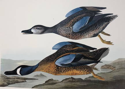 1964 Audubon Folio Print: Description: This Blue-Winged Teal is a gorgeous rendition of JJ Audubon's images from nature; 1964 edition. Printed on high-quality paper; in 1964, New York publishers, Harry N. Abrams, Inc., New