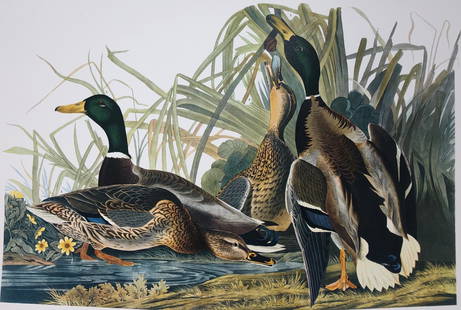 1964 Audubon Folio Print: Description: This Mallard Duck is a gorgeous rendition of JJ Audubon's images from nature; 1964 edition. Printed on high-quality paper; in 1964, New York publishers, Harry N. Abrams, Inc., New York,
