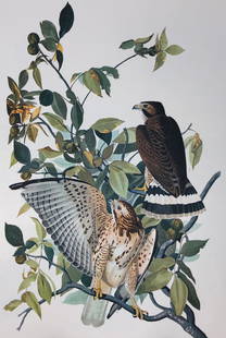 1964 Audubon Folio Print: Description: This Broad-Winged Hawk is a gorgeous rendition of JJ Audubon's images from nature; 1964 edition. Printed on high-quality paper; in 1964, New York publishers, Harry N. Abrams, Inc., New