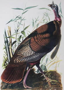 1964 Audubon Folio Print: Description: This Wild Turkey is a gorgeous rendition of JJ Audubon's images from nature; 1964 edition. Printed on high-quality paper; in 1964, New York publishers, Harry N. Abrams, Inc., New York,