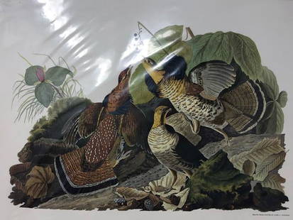 Folio Print, Audubon's Birds, Wm. Penn Publishing: Description: Suitable for framing, this Puffed Grouse is from the Folio Print Series, Audubon's Birds, Wm. Penn Publishing, NY. High quality paper; encased in protective plastic sleeve. Material:
