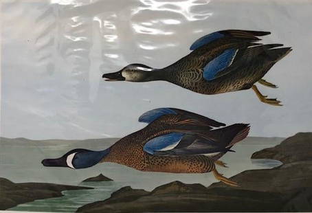 Folio Print, Audubon's Birds, Wm. Penn Publishing: Description: Suitable for framing, this Blue Winged Teal is from the Folio Print Series, Audubon's Birds, Wm. Penn Publishing, NY. High quality paper; encased in protective plastic sleeve. Material: