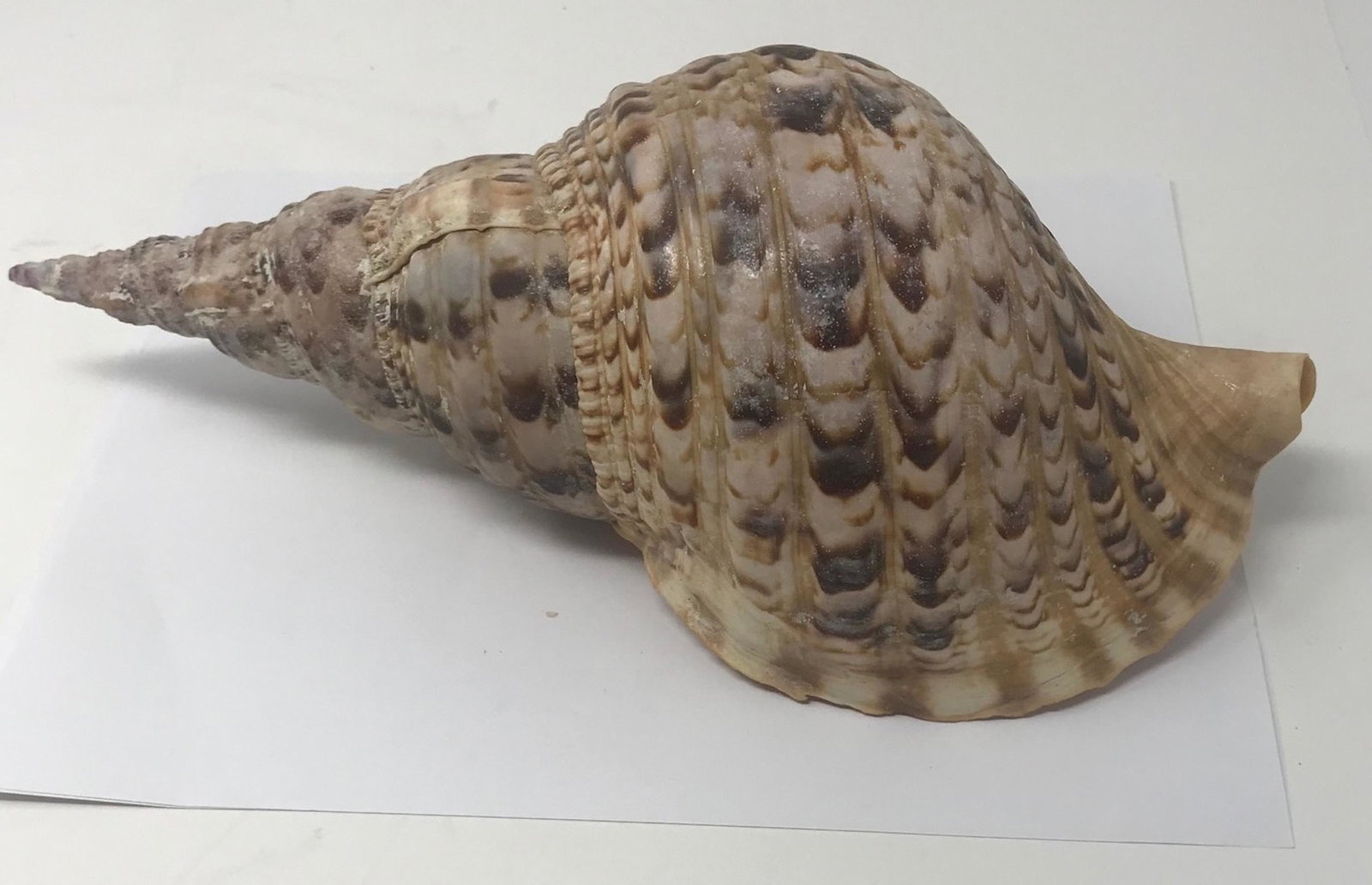Beautiful old conch shell nearly 12": Description: Beautiful old conch shell nearly 12" ; all measurements are approximate; all measurements are approximate; Shipping cost: $??. Different rate to California, Alaska & Hawaii applies.