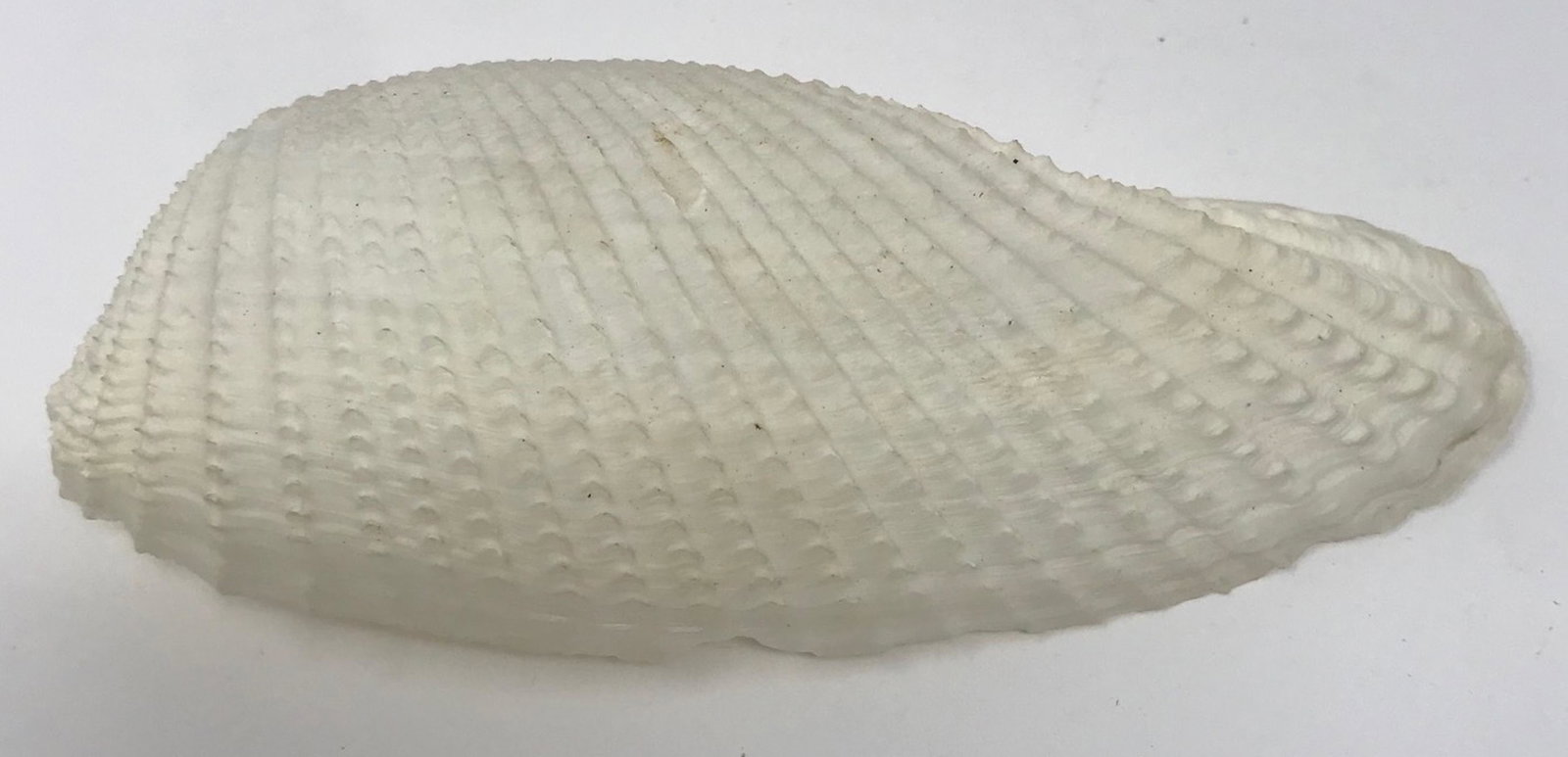 Long beautiful white mussel shell 5": Description: Long beautiful white mussel shell 5"; all measurements are approximate; Shipping cost: $20. Different rate to California, Alaska & Hawaii applies.