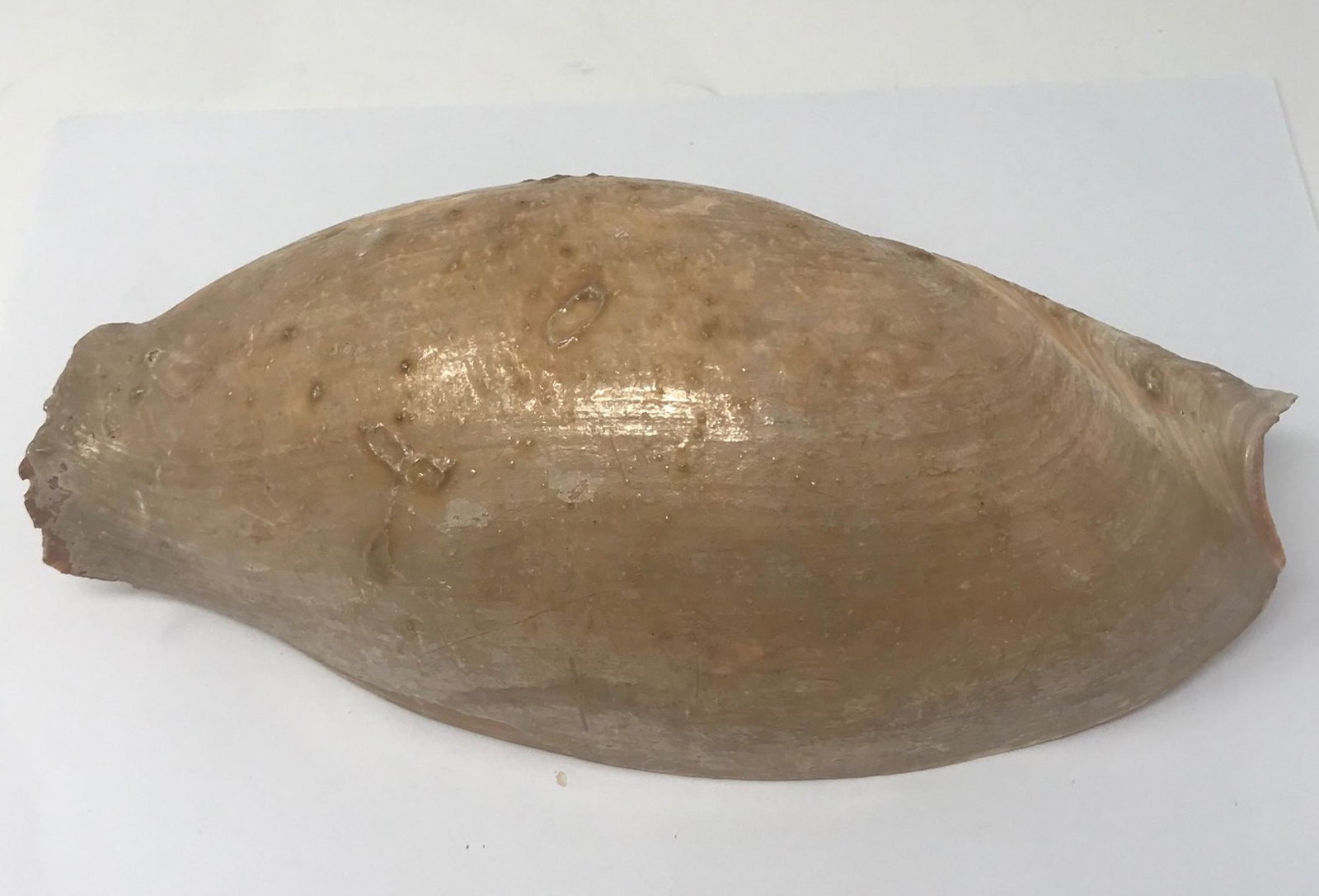 Curled sea shell, marked "elephant", 8.5" long: Description: curled shell marked "elephant" 8.5" long; all measurements are approximate; Shipping cost: $30. Different rate to California, Alaska & Hawaii applies.