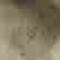 item-101686487=4