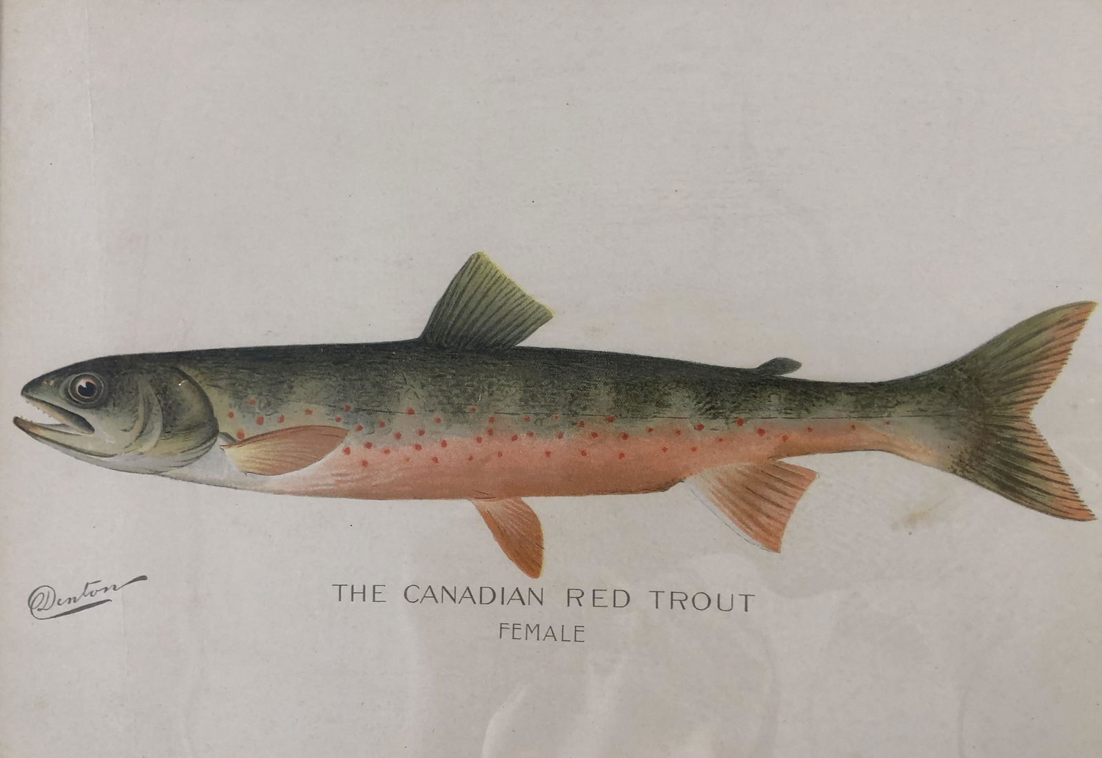 1897 DENTON The Canadian Red Trout FEMALE color litho (1 of 5)