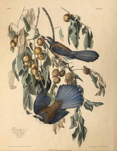 Vintage AUDOBON Engraving Florida Jay PLATE 87 no. 18, 1937: Description: Vintage AUDOBON Engraving Florida Jay PLATE 87 no. 18, 1937 . Approximate measurements: 20 x 24.5 inches total in frame, 13.5 x 17.5 inches art image area. Materials: paper, wood,