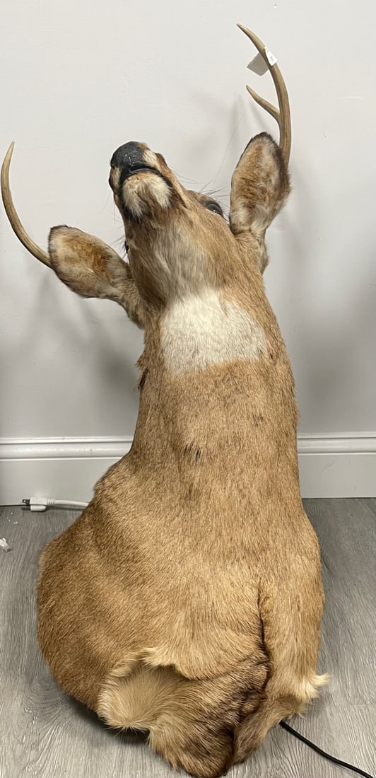 Taxidermy Deer Head / Wall mount (1 of 5)