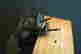 item-130053381=9