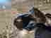 item-135932200=11