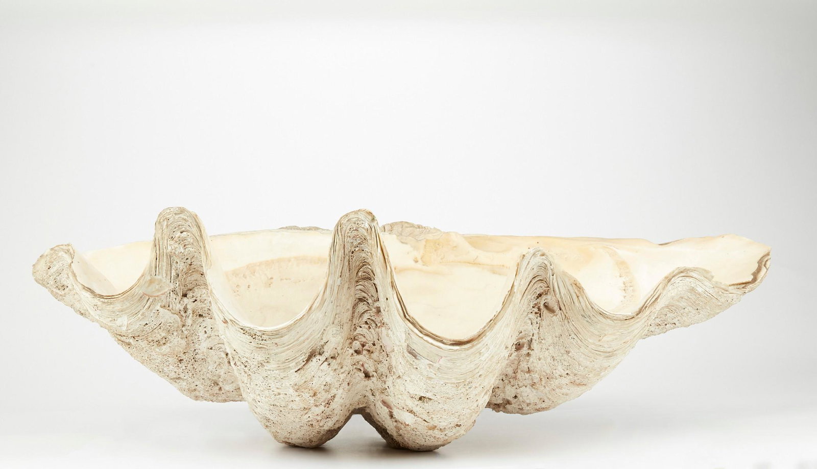 Giant 36 in. Wide Clamshell: Giant clam shell. This enormous specimen measures 36 in and weighs 130 lbs. Giant clams abounded in the prehistoric seas flourishing during the Pleistocene Epoch. Giant clams still live today in parts