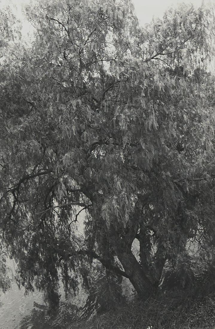 Lee Friedlander "Australia" Photograph: Lee Friedlander (b. 1934). Photograph titled "Australia," depicting Australia's landscape. Silver gelatin print. Provenance: Distinguished corporate collection, Minnesota.Sight; height: 11 1