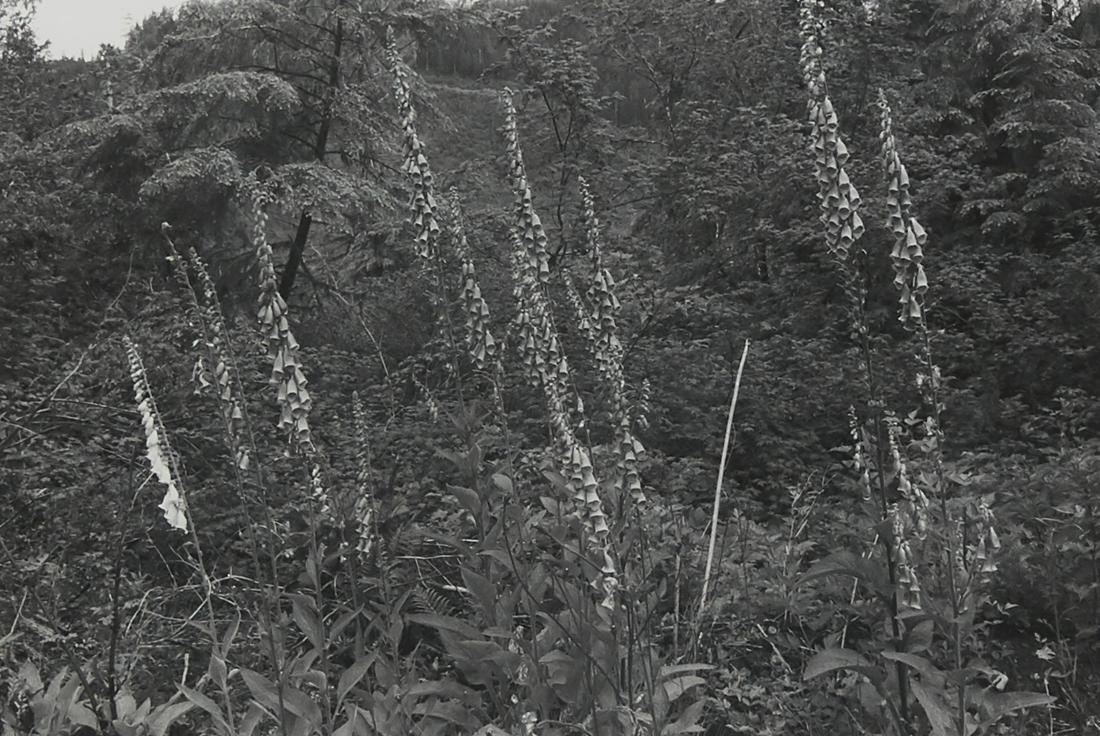 Lee Friedlander "Ho Valley" Photograph: Lee Friedlander (b. 1934). Photograph titled "Ho Vallery" depicting flora native to the area. Silver gelatin print. Provenance: Distinguished corporate collection, Minnesota.Sight; height: 7