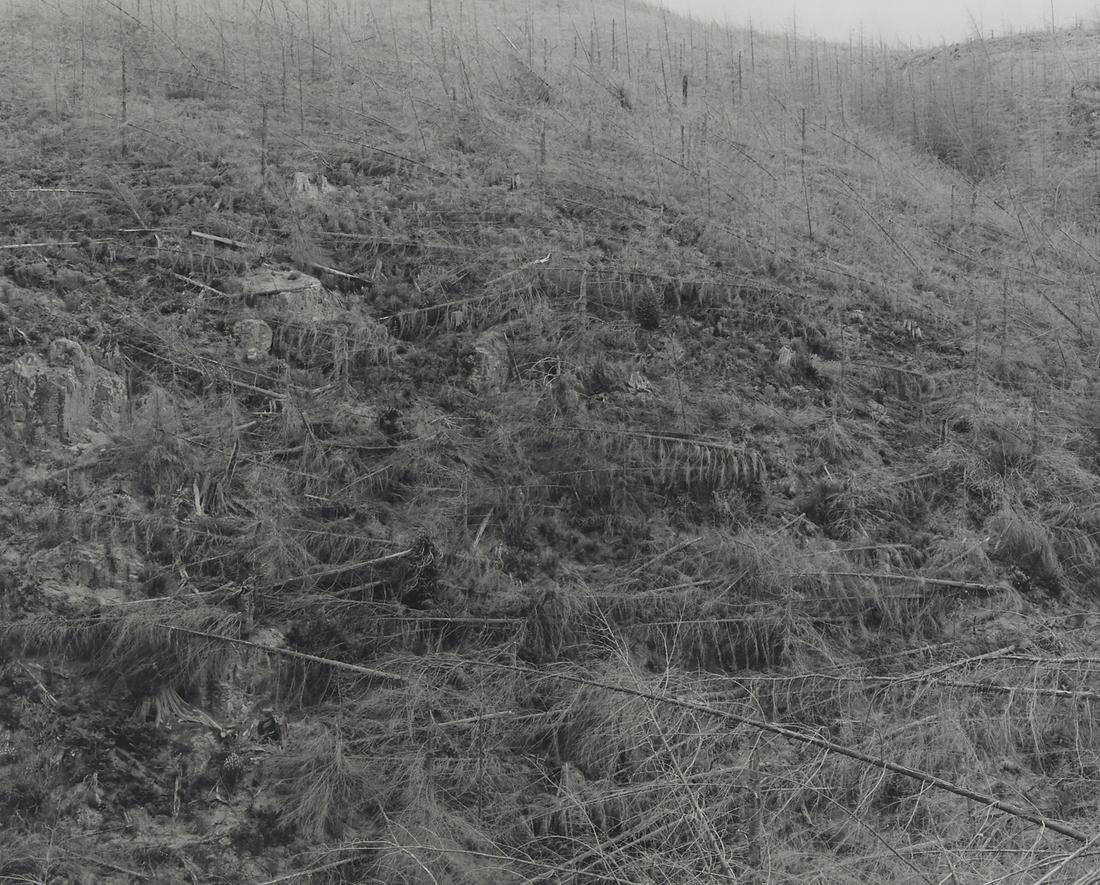 Frank Gohlke "Young Trees Killed by Heat" Photograph (1 of 3)