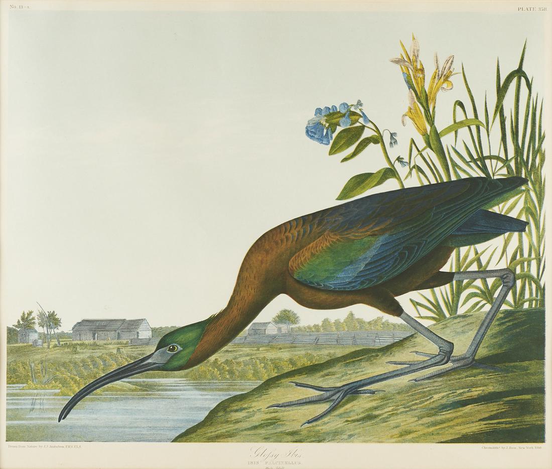 After Audubon "Glossy Ibis" Bien Chromolithograph Plate: After John James Audubon (American, 1785-1851). Chromolithograph titled "Glossy Ibis. Ibis Falcinellus. Male Adult" along the lower center. Marked "Plate 358" along the top right, 