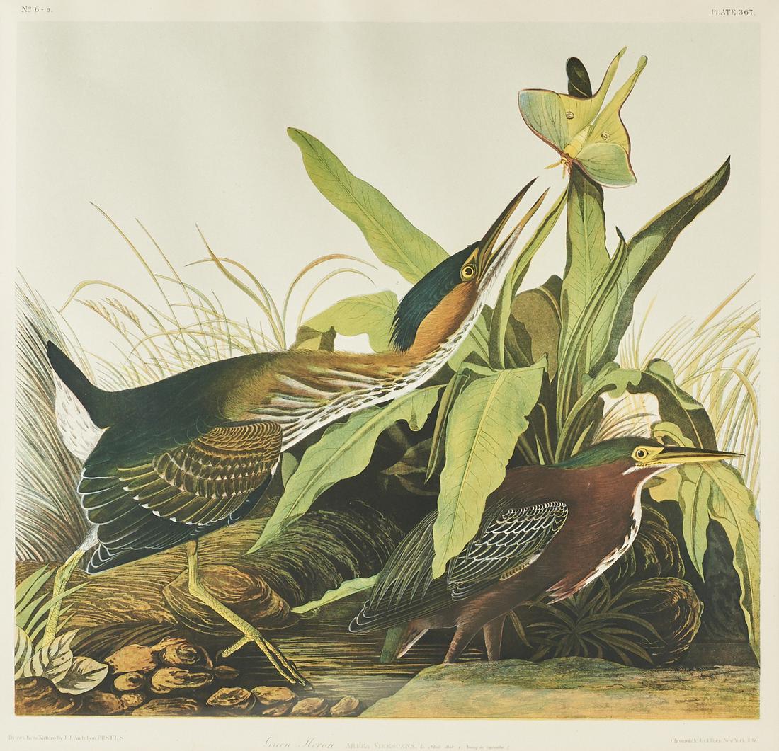 After Audubon "Green Heron" Bien Edition: After John James Audubon (American, 1785-1851). After John James Audubon (American, 1785-1851). Chromolithograph titled "Green Heron. Ardea Verescens. L. Adult Male 1. Young in September 2."