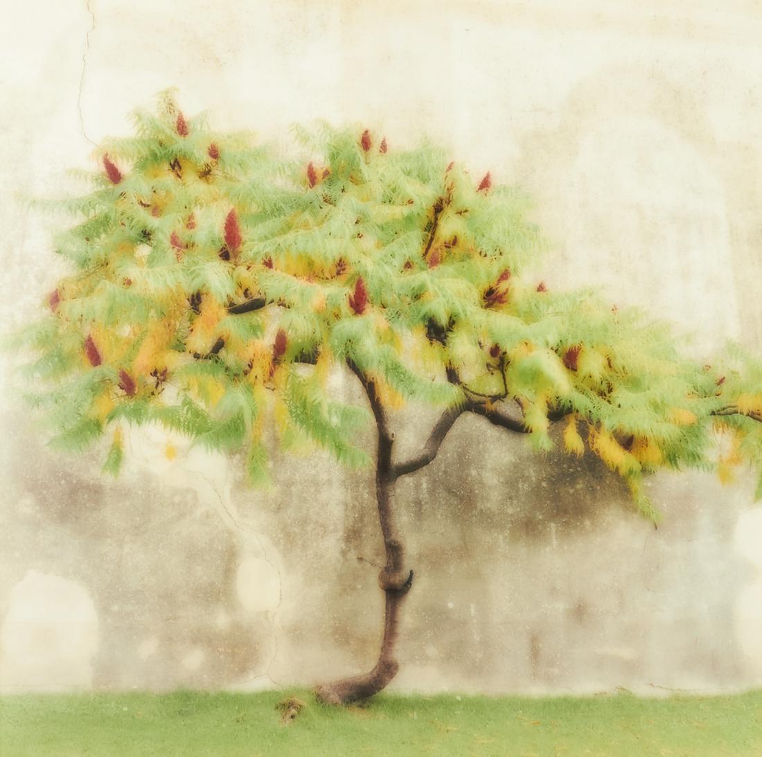 Lynn Geesaman "Villa Gamberaia" Photograph 2000 (1 of 2)