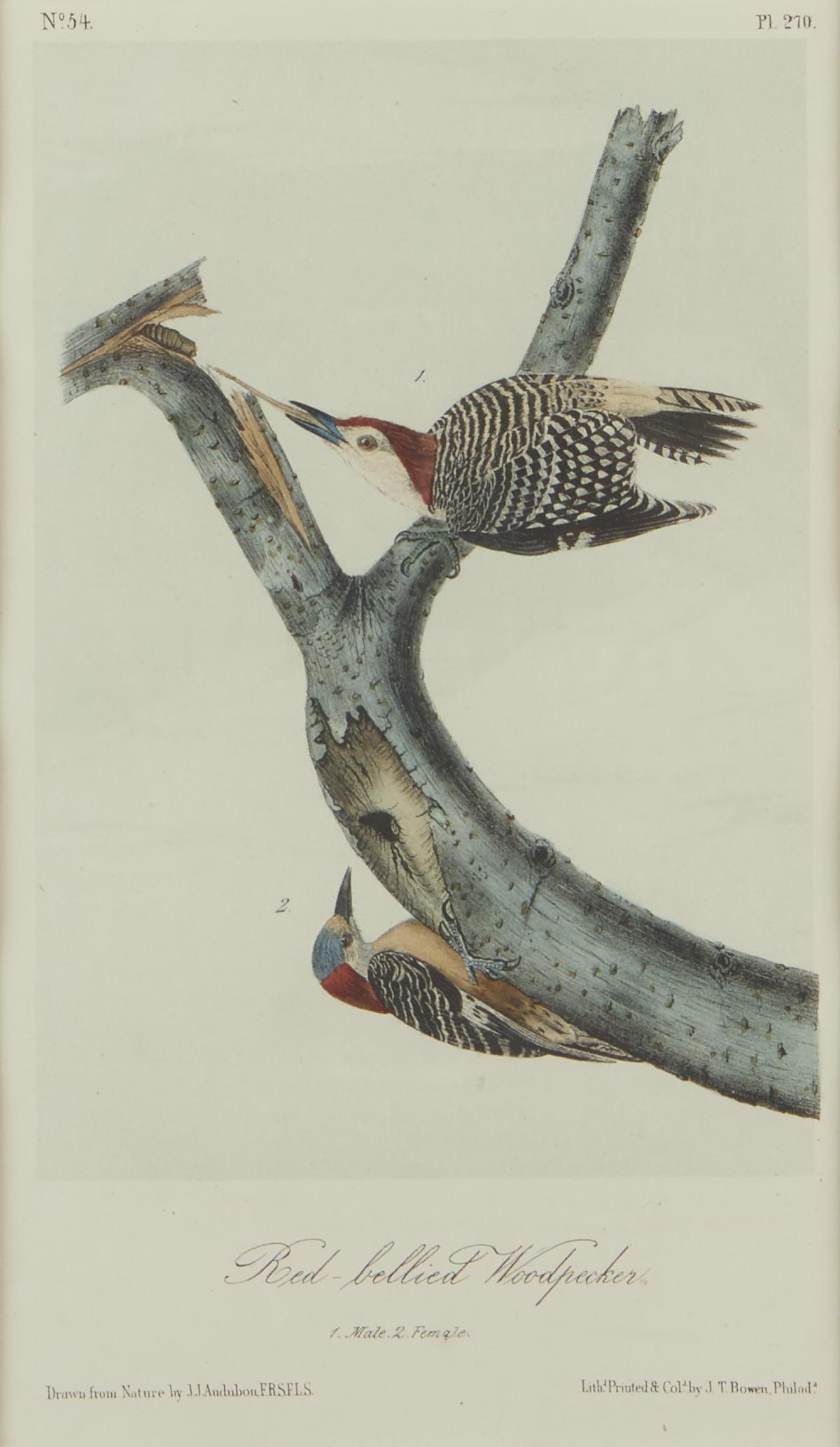 John James Audubon "Red Bellied Woodpecker" Lithograph (1 of 2)