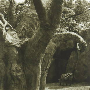 Lynn Geesaman Zebra Philadelphia Zoo Garden Series: Lynn Geesaman (American, b. 1938). Photograph from the "Garden" Series depicting a zebra casually eating in its habitat at the Philadelphia Zoo. Provenance: Distinguished corporate