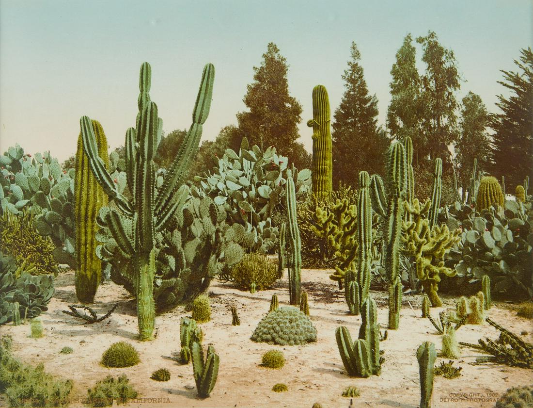 William H. Jackson/Detroit Photo Co. Cactus Garden (1 of 4)