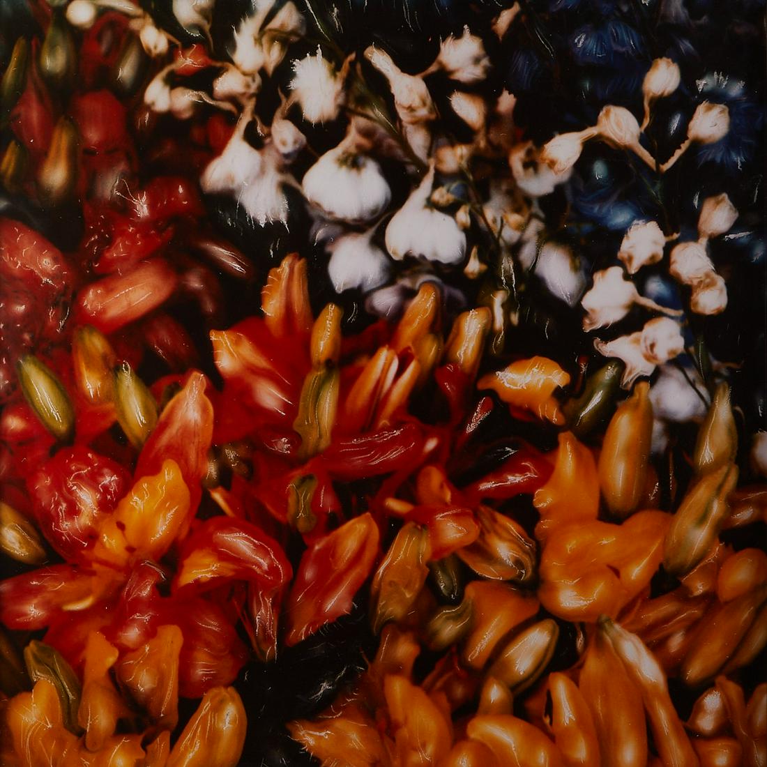 David Miller Cibachrome Pepper Still Life: David Miller (American, 20th/21st c). Cibrachrome photograph depicting a still life of bushels of peppers and garlic, 1989. This work is an enlargement of a manipulated polaroid.Provenance: Distinguis
