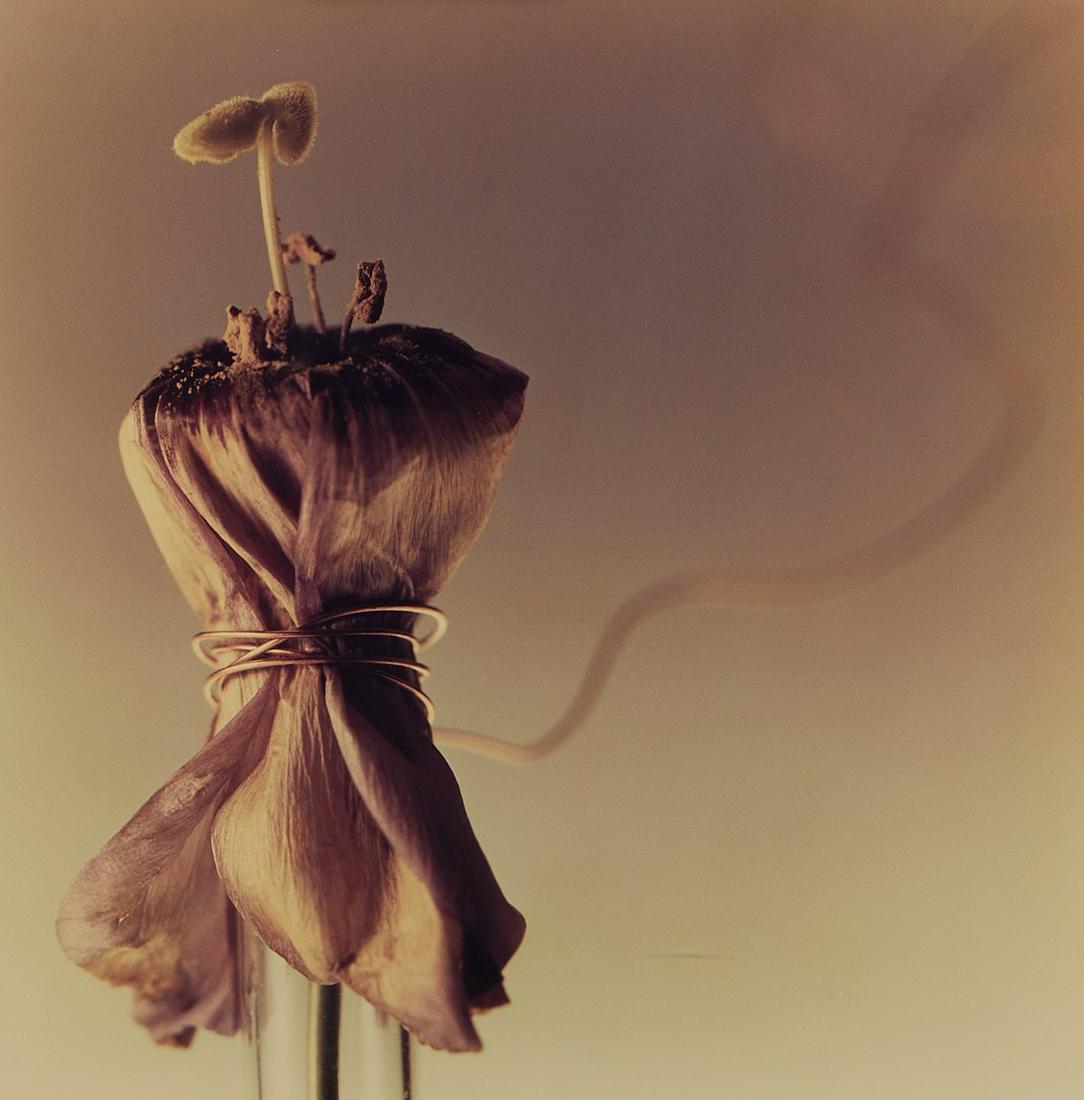 Cay Lang "Marilyn" Ektachrome Photo 1987 (1 of 5)