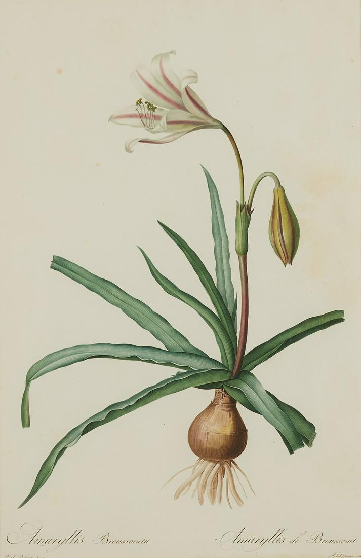 Pierre-Joseph Redoute Lily Botanical Print (1 of 6)