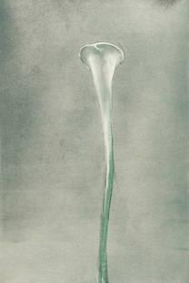 Michael Mazur "Calla Lily II" Lithograph 1982: Michael Mazur (American, 1935-2009). Lithograph on paper titled "Calla Lily II" depicting a single white calla lily against a gray-green background, 1982. Pencil signed along the lower right; titled,