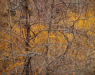 Robert Glenn Ketchum Autumn Leaves C-print: Robert Glenn Ketchum (American, b. 1947). Cibachrome photograph titled "Trying to Stop the World," depicting autumnal foliage and a tangle of branches, 1984. With a label from the Cargill Ar