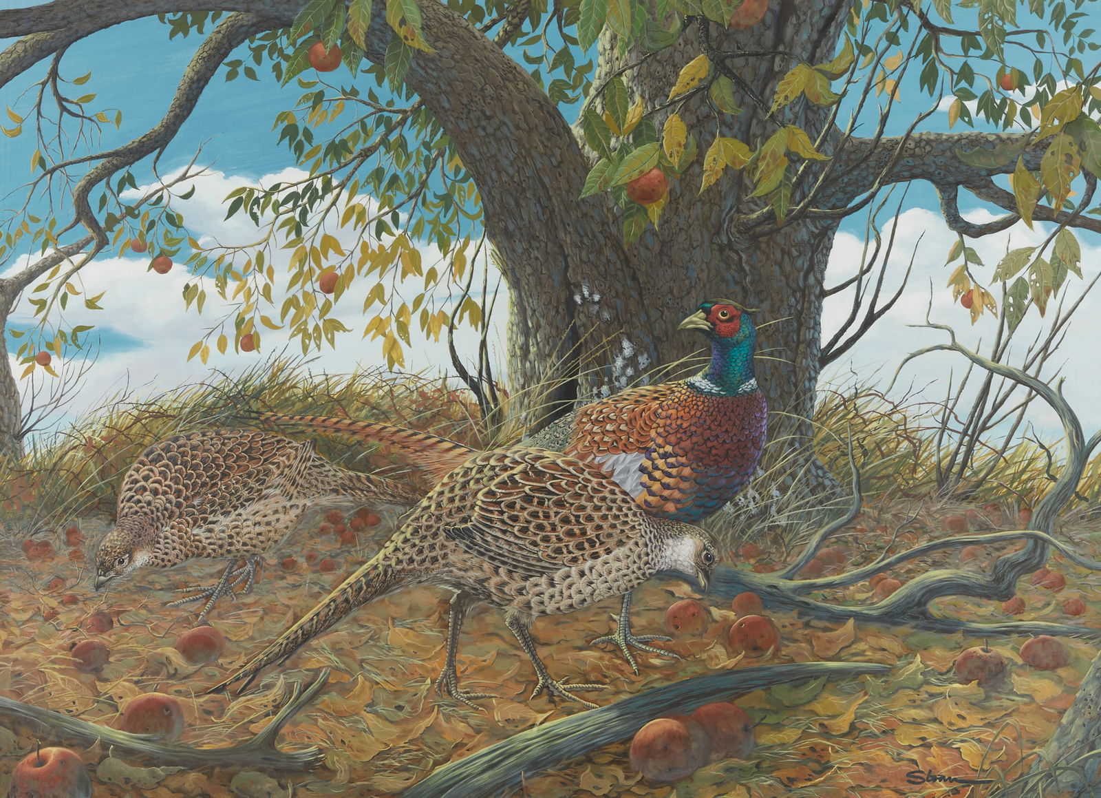 Richard Sloan Pheasants Gouache on Board Painting: Richard Sloan (American, 1935-2007). Gouache on board painting depicting three pheasants among fallen apples. Signed along the lower right.Sight; height: 23 in x width: 32 in. Framed; height: 33 1/4 i