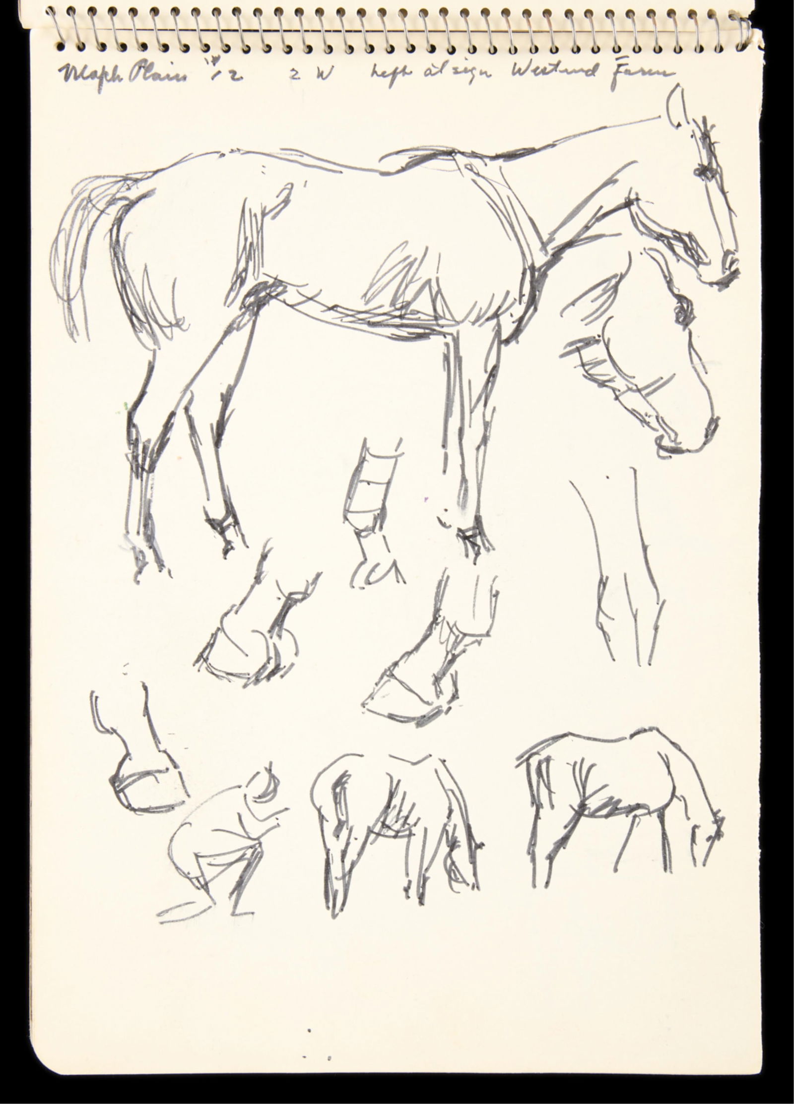 Cameron Booth Sketchbook of Horses (1 of 7)