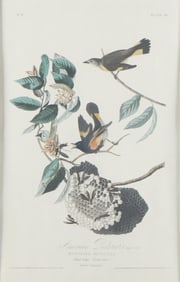 J.J. Audubon "The American Redstart" Print