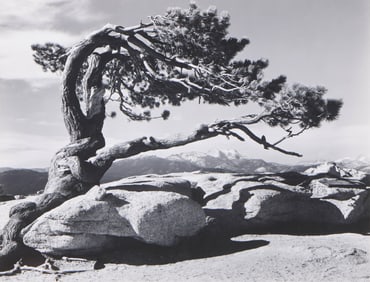 Ansel Adams "Jeffrey Pines" Photograph