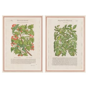 2 Antique Italian Botanical Prints