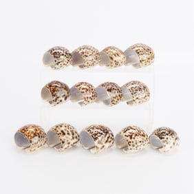 Group 13 Tiger Cowrie Napkin Rings