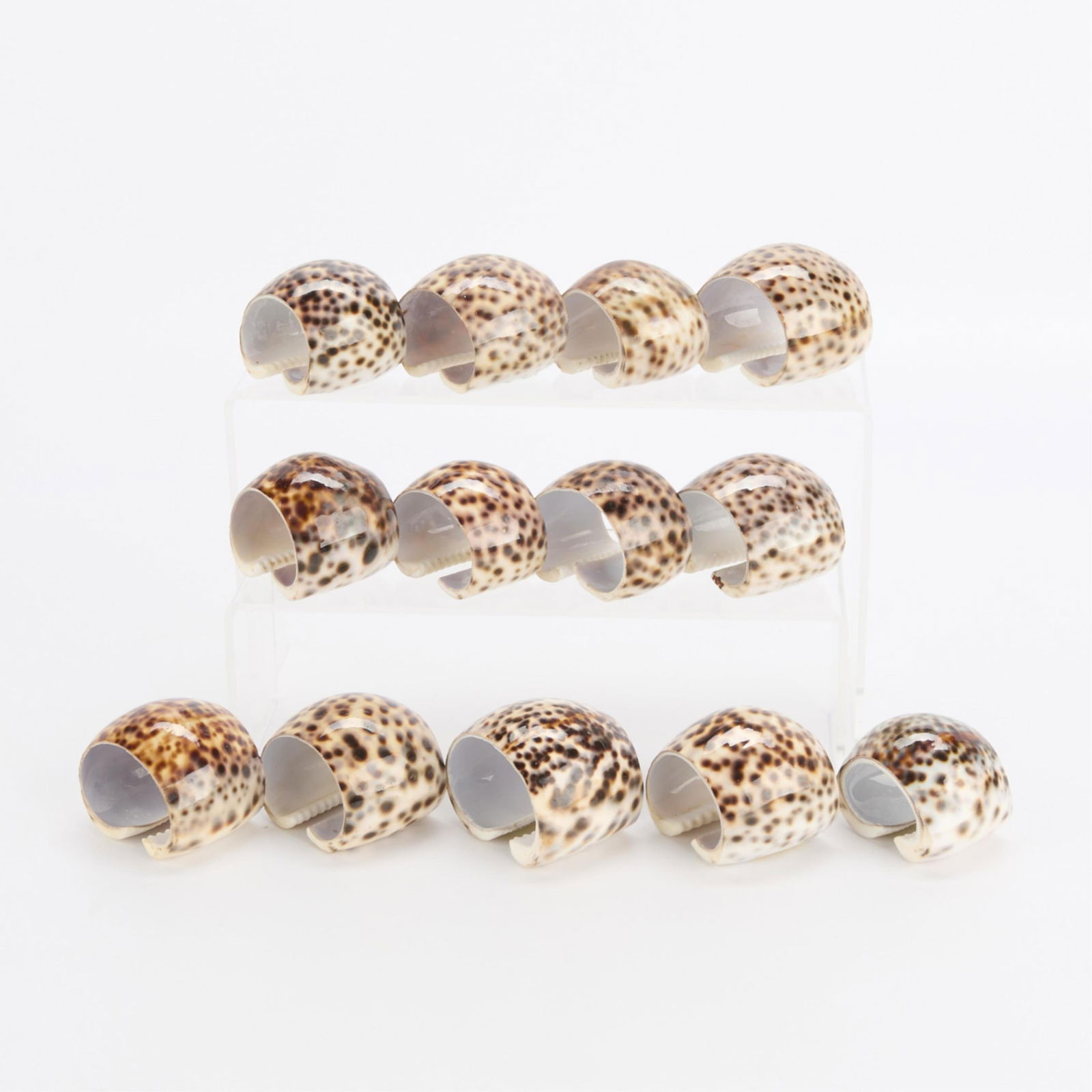 Group 13 Tiger Cowrie Napkin Rings (1 of 1)