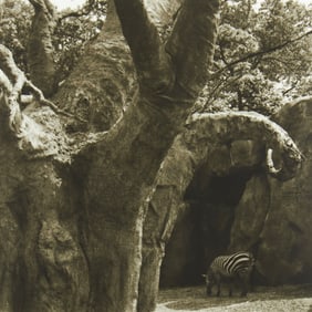 Lynn Geesaman Zebra Garden Series Photograph