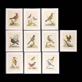10 George Edwards "Natural History" Bird Plates