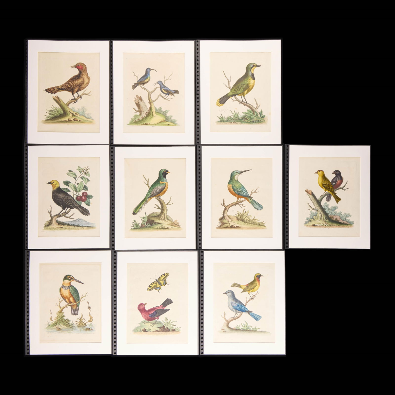 10 George Edwards "Natural History" Bird Plates (1 of 2)